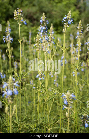 Blu brillante bog salvia (Salvia uliginosa) fiori, crescendo in Buenos Aires, Argentina Foto Stock