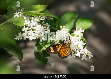 Actinote pellenea farfalla sulla cinese fiori di ligustro (Ligustrum sinense) Foto Stock