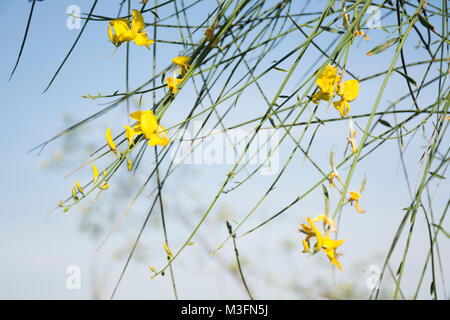 Scopa spagnola fiore (Spartium junceum) contro il cielo blu. Buenos Aires riserva ecologica, Argentina Foto Stock