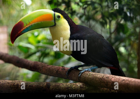 Un vicino di profilo di un tucano mostra becco incredibile dettaglio e colori nella giungla del Belize. Foto Stock