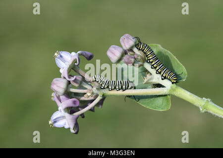 La Monarch caterpillar sulla corona fiore Foto Stock