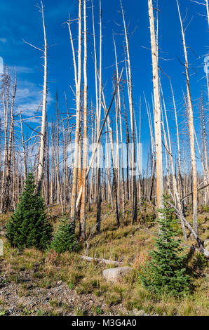 Morti gli alberi da legname ucciso da incendi viene lentamente per essere sostituiti da nuovi alberi crescenti. Parco Nazionale di Yellowstone, Wyoming USA Foto Stock