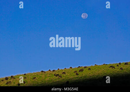 Bufali pascolano sul bordo del cratere di Ngorongoro sotto la luna piena. Foto Stock