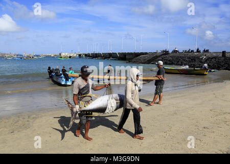 I pescatori locali che trasportano il tonno albacora dalla barca da pesca al mercato.Jimbaran Beach.isola di Bali.Indoesia Foto Stock