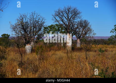 Magnifica Campana , Galvans,Mertinsand Katherine e Echinda gole in Western Australia, Bell Gorge river,re Edward River, Top di Mitchell cade Foto Stock