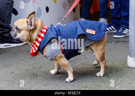 Bulldog francese in cappotto caldo caldo al mercato Netil a Hackney, Londra, Inghilterra, Regno Unito Regno Unito Foto Stock