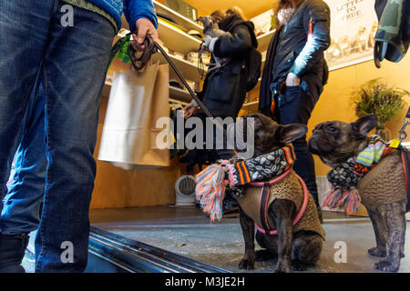 Bouledogue Francesi al mercato Netil a Hackney, Londra, Inghilterra, Regno Unito Regno Unito Foto Stock