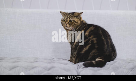Funny Fat Cat seduta bruno gatto giocando rilassata Foto Stock