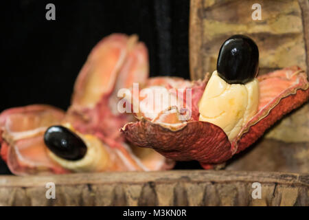 Pod Ackee cibo still-life fotografia, san Tommaso, Giamaica, West Indies, dei Caraibi Foto Stock