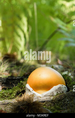Close Up di deliziosi funghi commestibili (Amanita cesarea) nella foresta, spazio per il testo Foto Stock