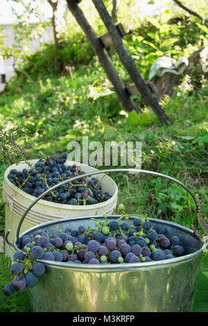 Due secchi pieni di fresco uve raccolte nel settore agricolo Foto Stock