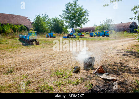 Apiarist, apicoltore ha lasciare fumatore sul terreno per aumentare il fumo. Foto Stock