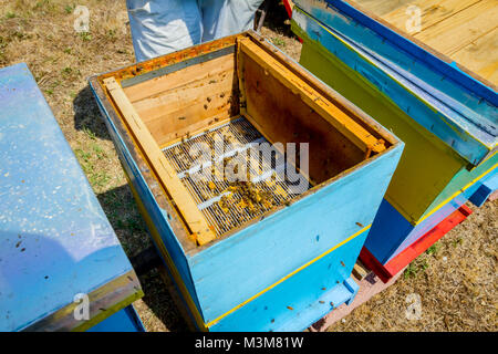 Aperto alveare api sono strisciare lungo l'alveare su honeycomb telaio in legno. Foto Stock