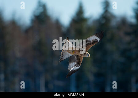 Un bambino Nibbio reale (Milvus milvus) che mostra la mancanza di forcella di coda in volo contro lo sfondo di foresta, Scotland, Regno Unito Foto Stock