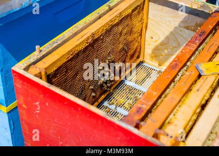 Aperto alveare api sono strisciare lungo l'alveare su honeycomb telaio in legno. Foto Stock