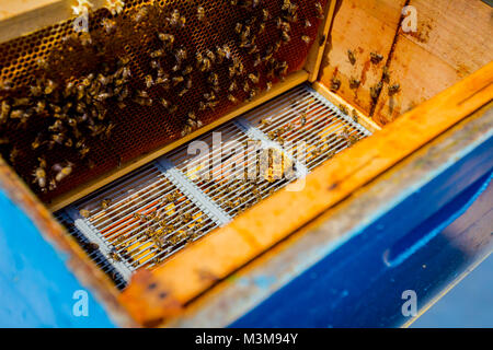 Aperto alveare api sono strisciare lungo l'alveare su honeycomb telaio in legno. Foto Stock