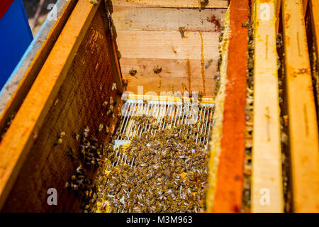 Aperto alveare api sono strisciare lungo l'alveare su honeycomb telaio in legno. Foto Stock