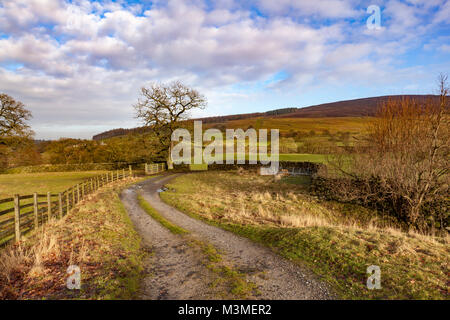 Un agriturismo via conduce attraverso i campi passato un singolo albero in Wharfedale, sulla B6160, North Yorkshire, Regno Unito Foto Stock