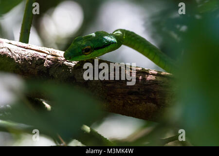 Close up di un pappagallo snake nella foresta pluviale a secco di Guanacaste in Costa Rica Foto Stock