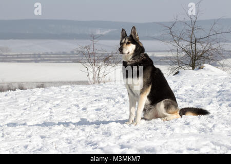 Pastore Tedesco mix husky Foto Stock