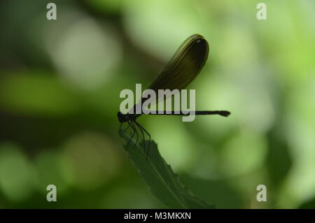 Un blu scuro mayfly seduto su una foglia verde con fogliame verde (sfocata) nello sfondo dell'immagine. Prese a Great Falls, VA Foto Stock