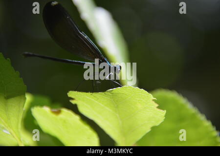 Un blu scuro mayfly seduto su una foglia verde con fogliame verde (sfocata) nello sfondo dell'immagine. Prese a Great Falls, VA Foto Stock