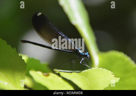 Un blu scuro mayfly seduto su una foglia verde con fogliame verde (sfocata) nello sfondo dell'immagine. Prese a Great Falls, VA Foto Stock