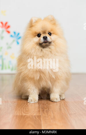 Cane di razza Pomerania colore rosso seduta sul pavimento Foto Stock
