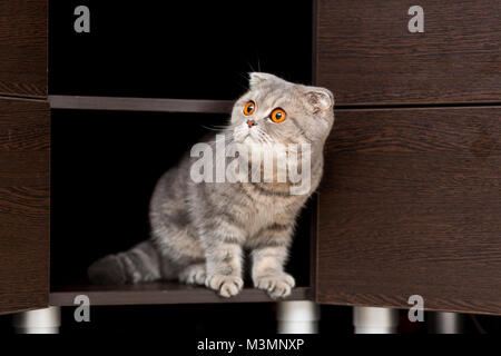 Gatto di razza Scottish Fold guarda fuori del guardaroba con un aspetto curioso Foto Stock