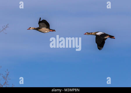 Flying oche egiziano Foto Stock