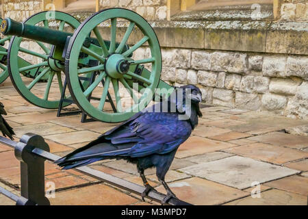 LONDON, Regno Unito - Febbraio 04, 2018: Captive nero nero reale raven - Comune Corvo imperiale Corvus corax, uno dei simboli della Torre di Londra. Foto Stock