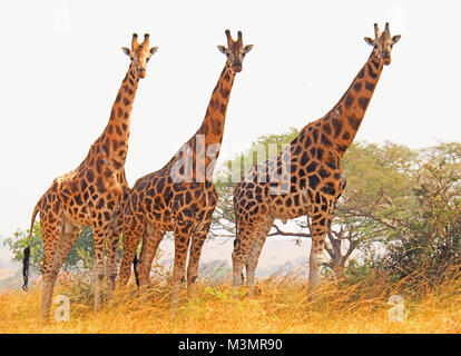 Tre in via di estinzione della Rothschild giraffe in Murchison Falls National Park, Uganda. Foto Stock