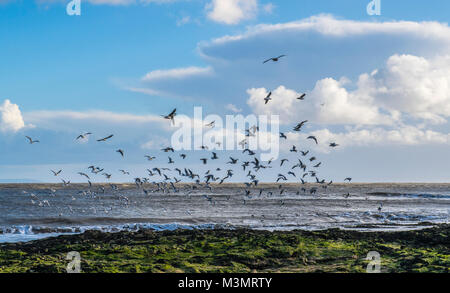 Testa nera i gabbiani e Oystercatchers salendo sulle rocce a Newton Beach Porthcawl Foto Stock