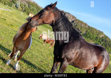 Pony Shetland Skauvika, Bodø kommune, Norvegia Foto Stock