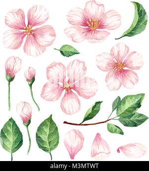 Impostare, raccolta di Apple fiori, petali e foglie isolati su sfondo bianco. Illustrazione Vettoriale