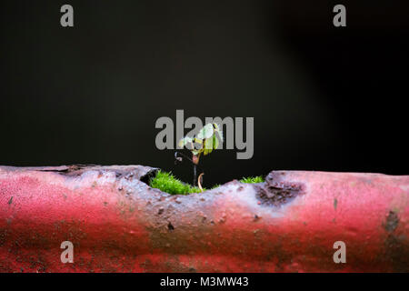 Poco plantlet sta crescendo a rusty Il mio carrello Foto Stock