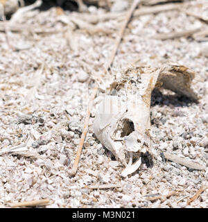 Salton Sea California prese nel 2015 Foto Stock