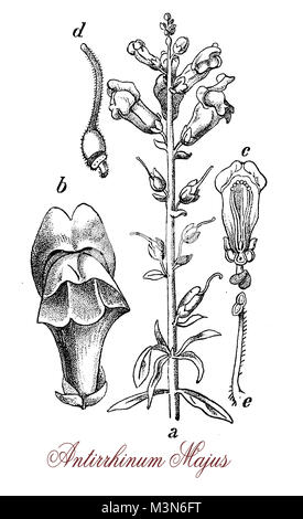 Vintage incisione di Antirrhinum majus o bocca di leone , pianta flowering nativo dell'area mediterranea, con bellissimi picchi di rosa fiori viola Foto Stock