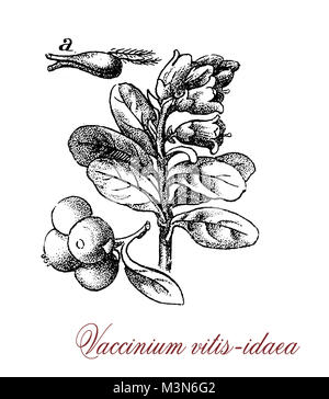Vintage incisione di vaccinium vitis idaea o lingonberry, arbusto sempreverde che cresce a bassa temperatura (artic) con rosse bacche commestibili Foto Stock