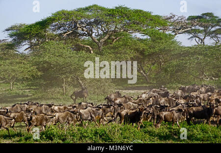 Mandria di gnu raccolta per la grande migrazione sotto ombrellone alberi di acacia sulle pianure del Serengeti della Tanzania. Foto Stock