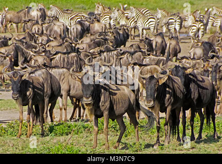 Mandrie di gnu e zebre in attesa di iniziare la Grande Migrazione su le pianure del Serengeti della Tanzania. Foto Stock