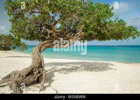 Divi divi alberi su Eagle beach - isola di Aruba Foto Stock