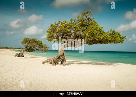 Divi divi alberi su Eagle beach - isola di Aruba Foto Stock