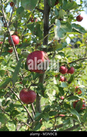 La frutta nella luce solare ad assorbire e a far crescere la più grande e più vecchi maturo per il mangiare. Foto Stock