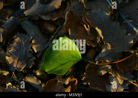 Foglia verde tra le foglie secche Foto Stock