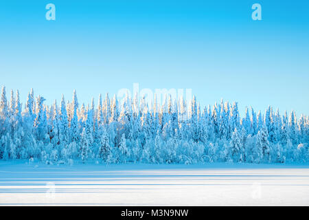 Snow-laden foreste del nord della Finlandia Foto Stock