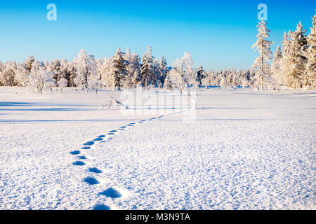 Snow-laden foreste del nord della Finlandia Foto Stock