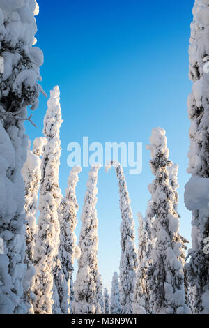 Snow laden alberi e cieli blu in una foresta finlandese Foto Stock