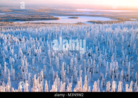 Snow-laden foreste del nord della Finlandia Foto Stock