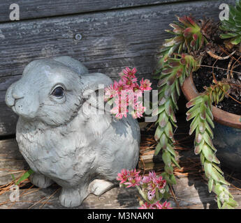 Le galline e i pulcini di fiori in fiore in un giardino Foto Stock